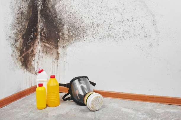 Best Same-Day Mold Removal  in Park City, KS