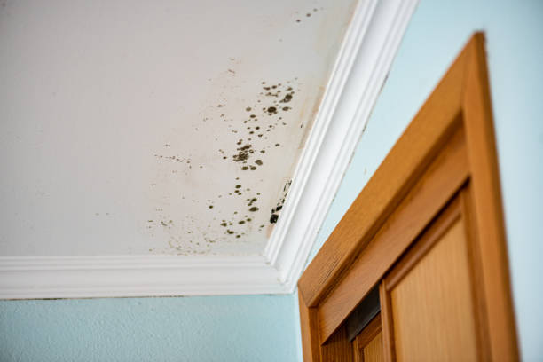 Best Residential Mold Removal  in Park City, KS