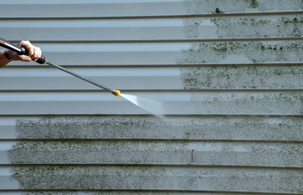 Best Mold Damage Repair  in Park City, KS