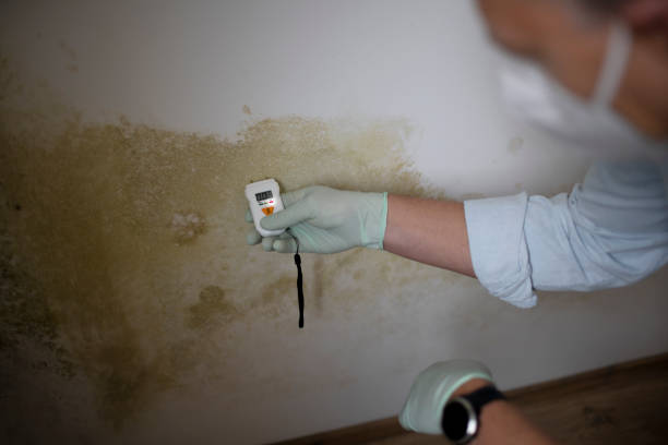 Reliable Park City, KS Mold Removal Solutions