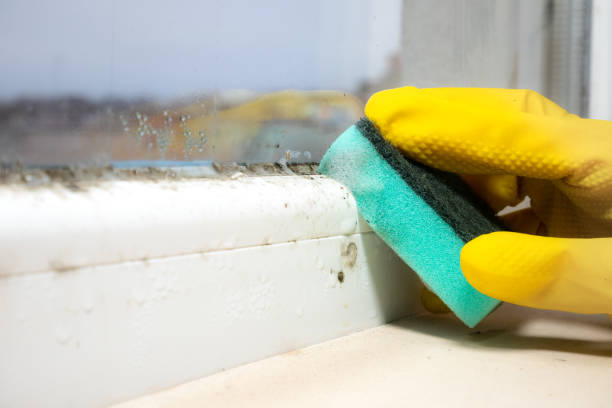 Best Mold Testing  in Park City, KS