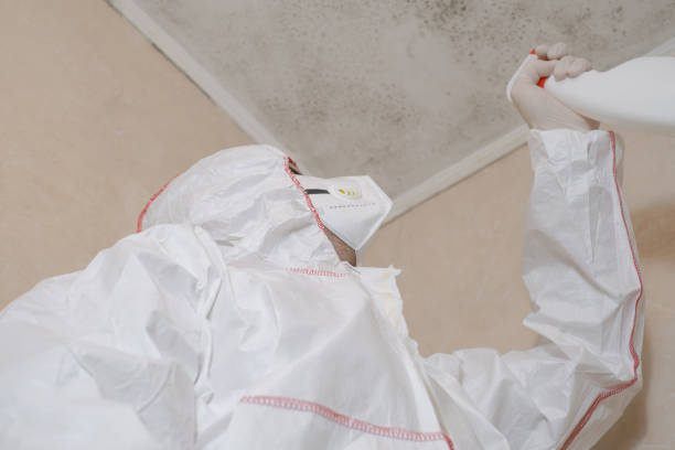 Best Home Mold Removal  in Park City, KS