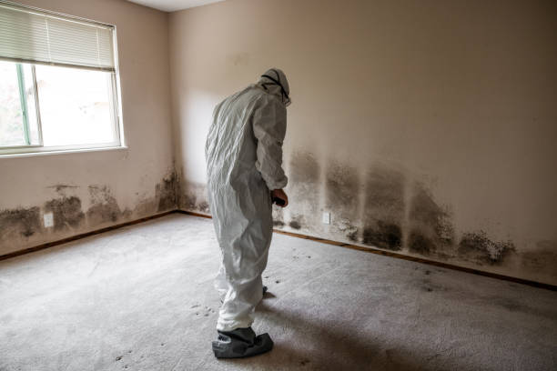 Best Mold Removal Near Me  in Park City, KS