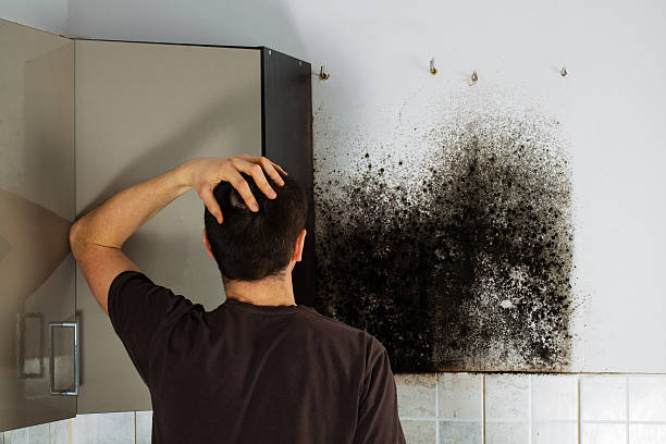 Best Attic Mold Removal  in Park City, KS