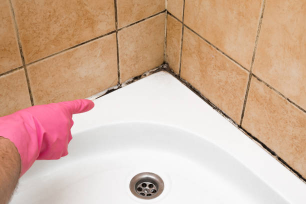Best Toxic Mold Removal  in Park City, KS